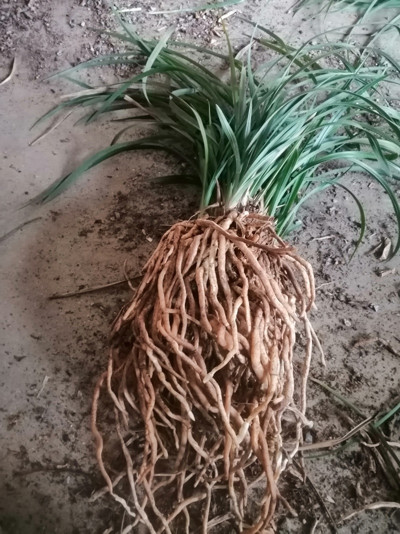 兰花草根土续断兰根幽兰根白净鲜货山货中草药包邮发货