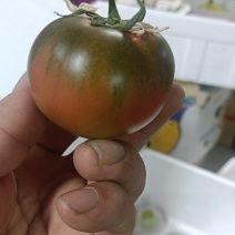 辽宁草莓西红柿，铁皮西红柿，碱地西红柿大量上市，价格优惠