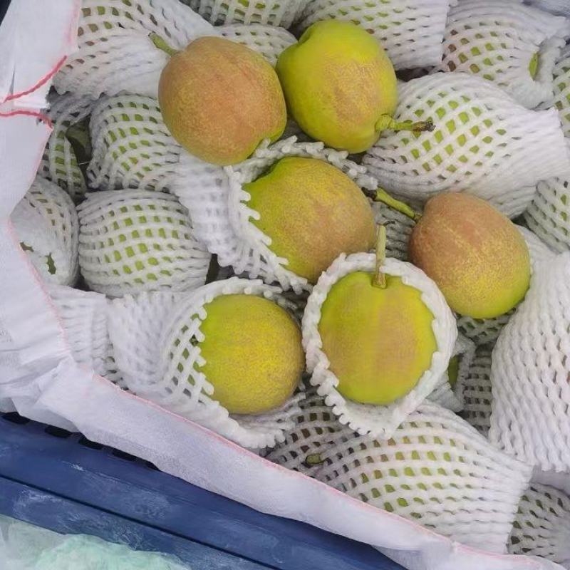 库尔勒香梨，冷库货，来自天山的