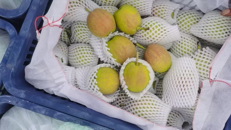 库尔勒香梨，冷库货，来自天山的