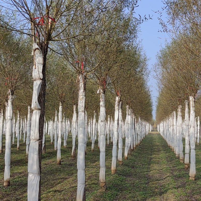 馒头柳10-12公分嫁接馒头柳数量2万棵