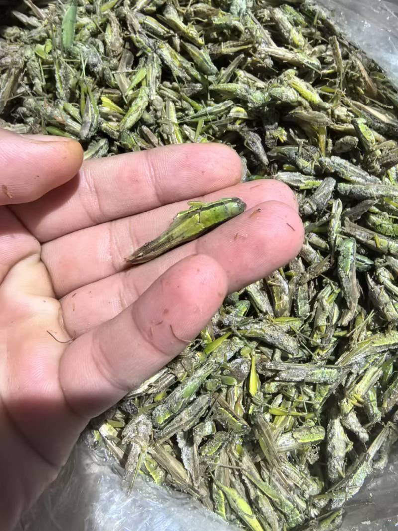 【高蛋白稻蝗】新鲜速冻蚂蚱/蝗虫/稻蝗，单冻冷冻