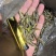 【高蛋白稻蝗】新鲜速冻蚂蚱/蝗虫/稻蝗，单冻冷冻