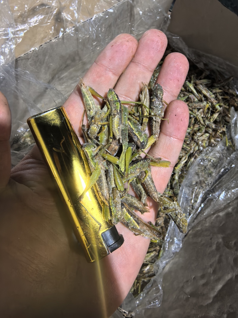 【高蛋白稻蝗】新鲜速冻蚂蚱/蝗虫/稻蝗，单冻冷冻