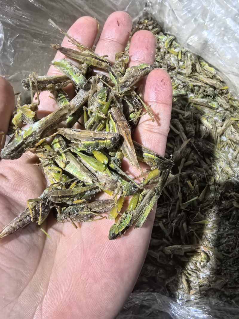 【高蛋白稻蝗】新鲜速冻蚂蚱/蝗虫/稻蝗，单冻冷冻