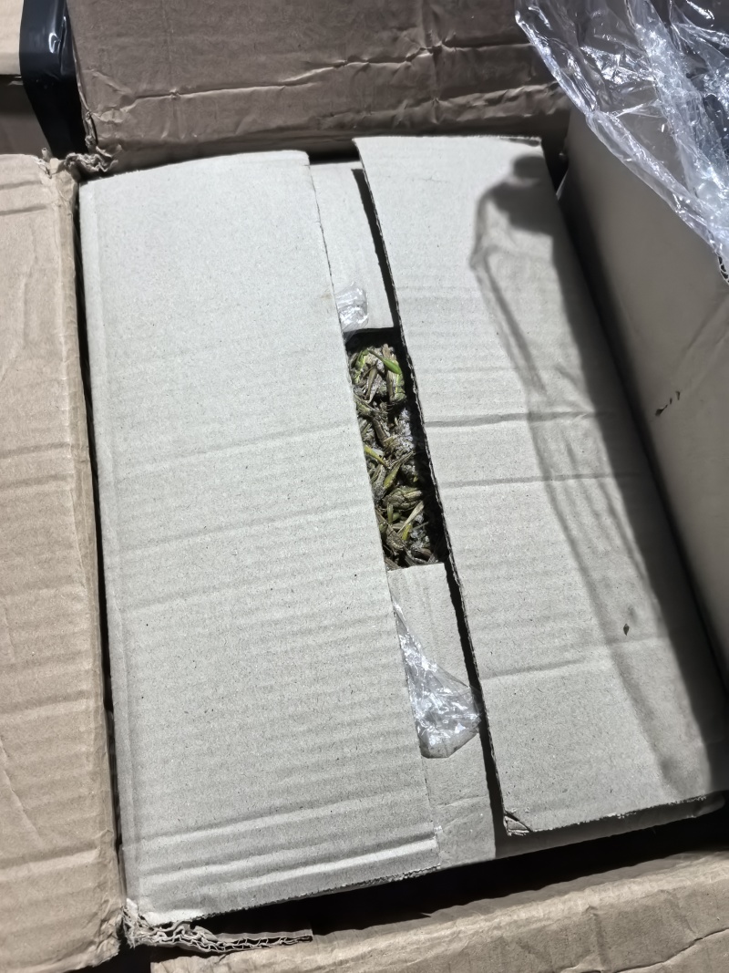 【高蛋白稻蝗】新鲜速冻蚂蚱/蝗虫/稻蝗，单冻冷冻