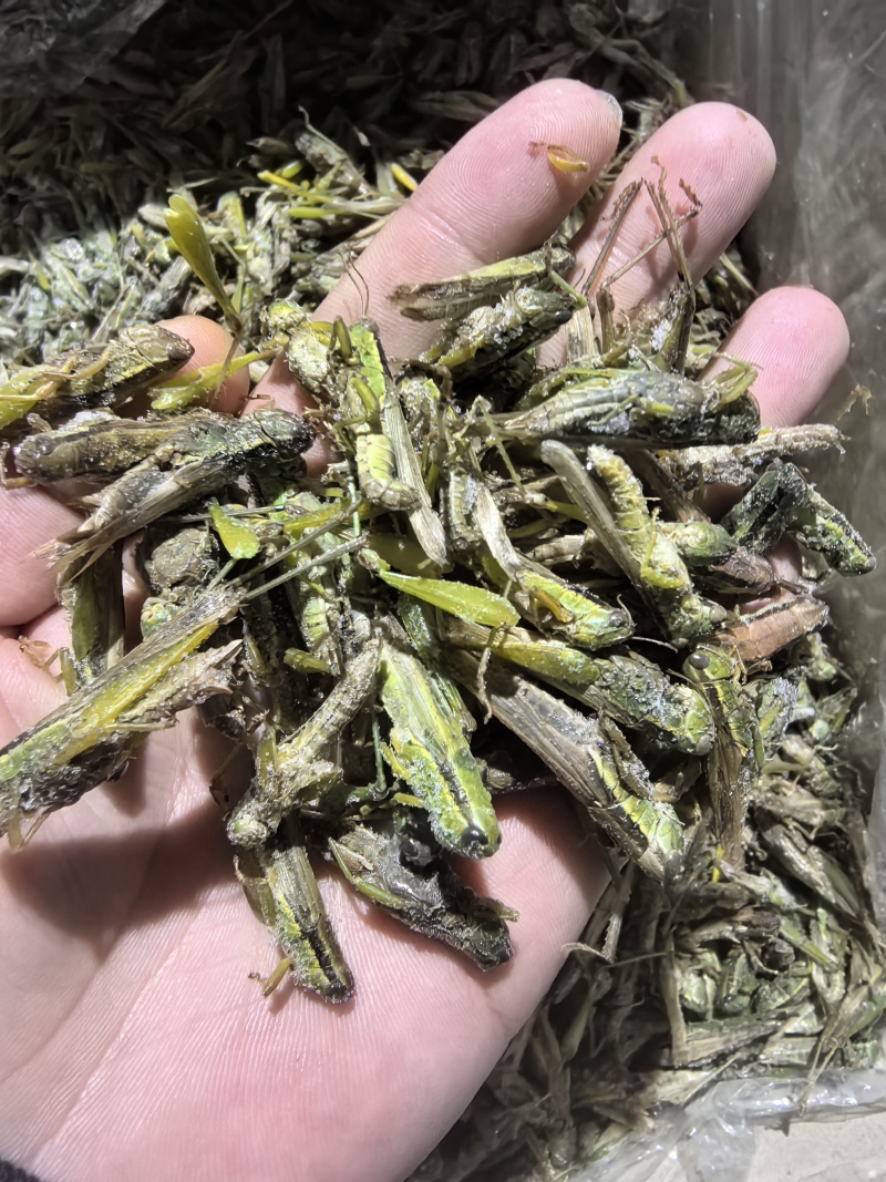 【高蛋白稻蝗】新鲜速冻蚂蚱/蝗虫/稻蝗，单冻冷冻
