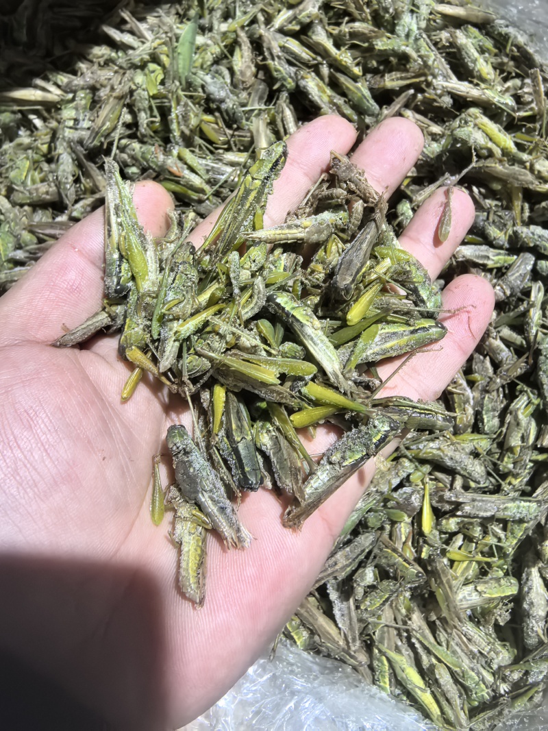 【高蛋白稻蝗】新鲜速冻蚂蚱/蝗虫/稻蝗，单冻冷冻