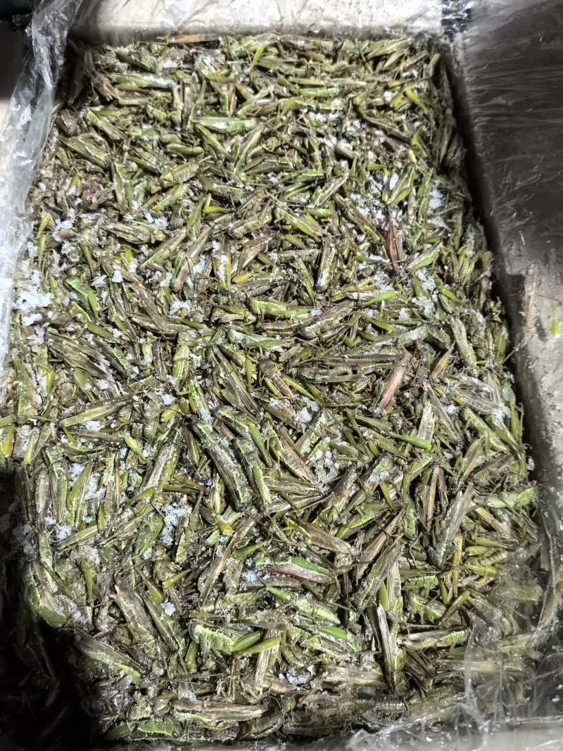 【高蛋白稻蝗】新鲜速冻蚂蚱/蝗虫/稻蝗，单冻冷冻