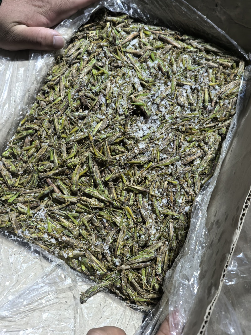 【高蛋白稻蝗】新鲜速冻蚂蚱/蝗虫/稻蝗，单冻冷冻