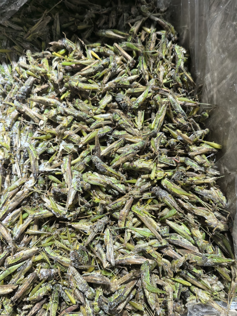 【高蛋白稻蝗】新鲜速冻蚂蚱/蝗虫/稻蝗，单冻冷冻