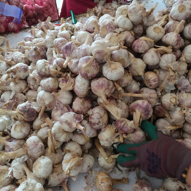 金乡紫皮大蒜，保质保量产地直发，大量供应