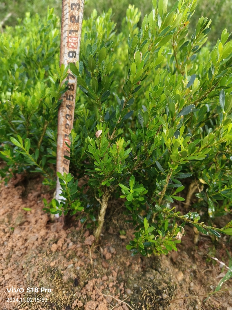 广东雀舌皱皮黄杨/地苗