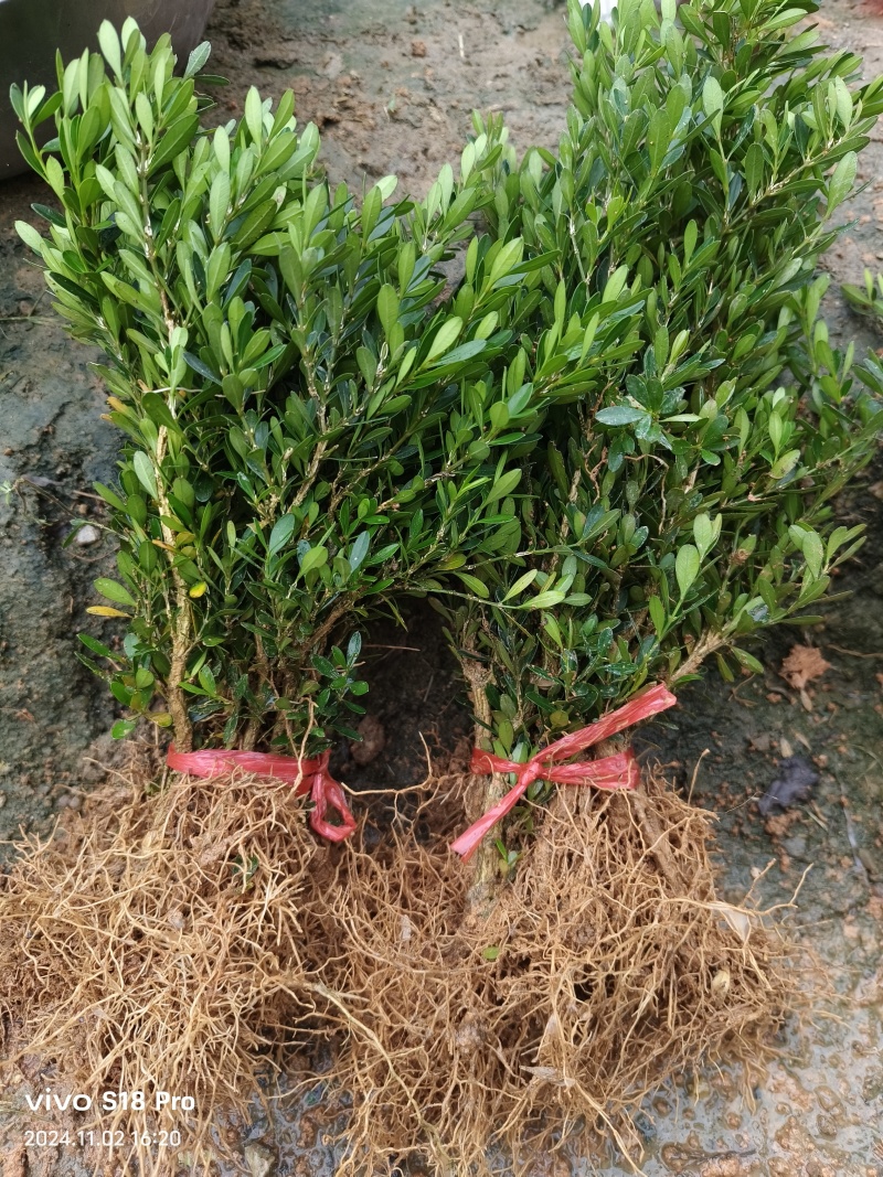 广东雀舌皱皮黄杨/地苗