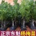 东魁杨梅树苗无核杨梅西贡杨梅苗盆栽地栽苗南北方种植