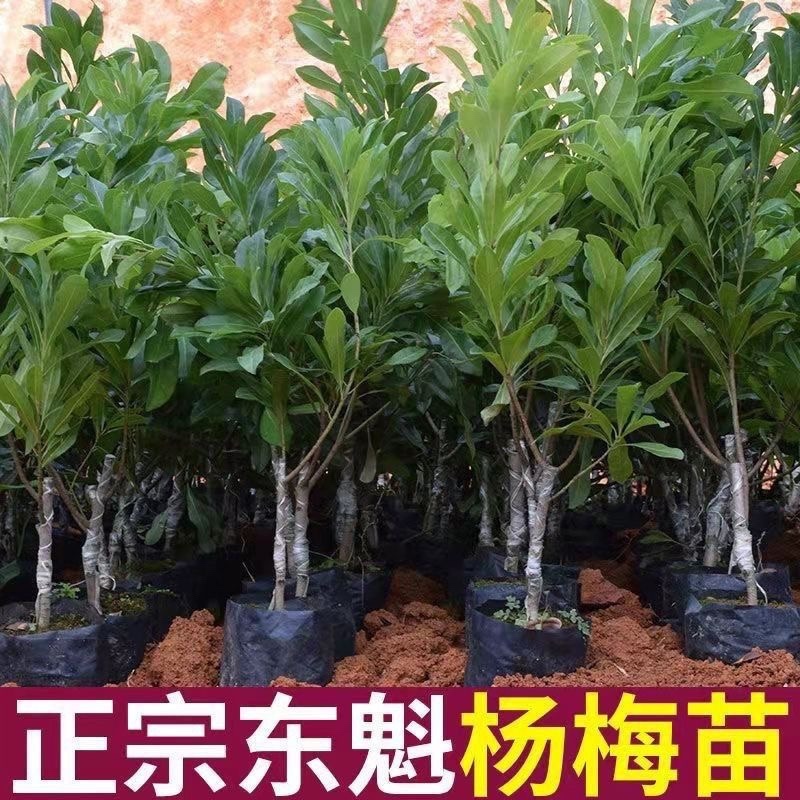东魁杨梅树苗无核杨梅西贡杨梅苗盆栽地栽苗南北方种植
