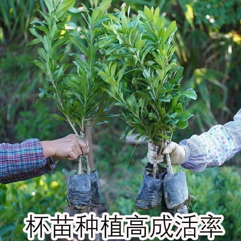 东魁杨梅树苗无核杨梅西贡杨梅苗盆栽地栽苗南北方种植