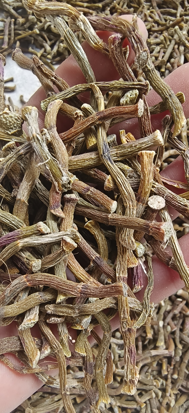 铁皮石斛寸条，条索肉质饱满，足干，颜色纯正，无任何添加
