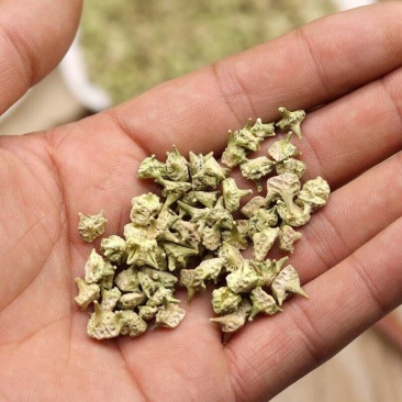白蒺藜中药材蒺藜子刺蒺藜白吉利
