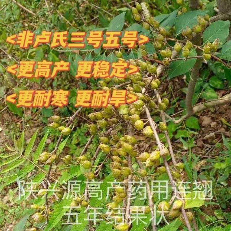 高产！连翘三年苗当年结果产地直发高产药用连翘苗