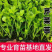 寿光皇后芹菜苗带土四季香芹菜苗种子高产春秋盆栽阳台蔬菜种子籽