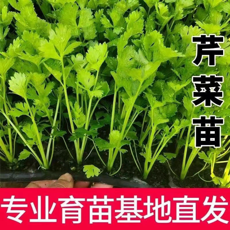 寿光皇后芹菜苗带土四季香芹菜苗种子高产春秋盆栽阳台蔬菜种子籽