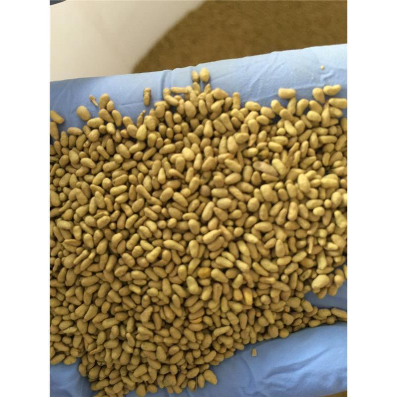 食叶草种子蛋白草高产耐寒牧草种子进口草籽牛羊猪鸡鸭鹅鱼食