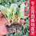 绿甘蓝苗包菜大头菜牛心甘蓝卷心菜紫甘蓝包菜圆白菜四季蔬菜秧苗