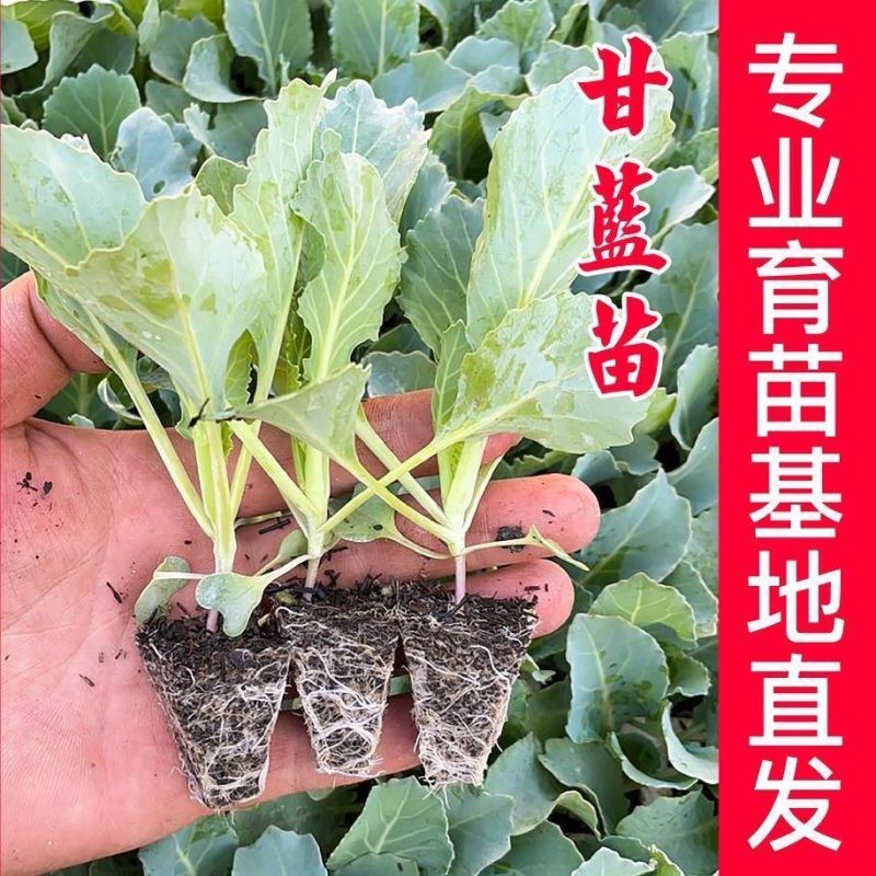 绿甘蓝苗包菜大头菜牛心甘蓝卷心菜紫甘蓝包菜圆白菜四季蔬菜秧苗