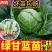绿甘蓝苗包菜大头菜牛心甘蓝卷心菜紫甘蓝包菜圆白菜四季蔬菜秧苗