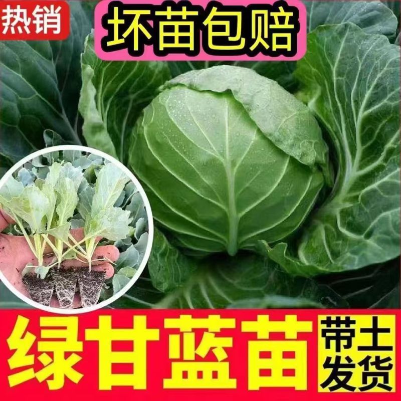 绿甘蓝苗包菜大头菜牛心甘蓝卷心菜紫甘蓝包菜圆白菜四季蔬菜秧苗