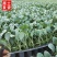 绿甘蓝苗包菜大头菜牛心甘蓝卷心菜紫甘蓝包菜圆白菜四季蔬菜秧苗
