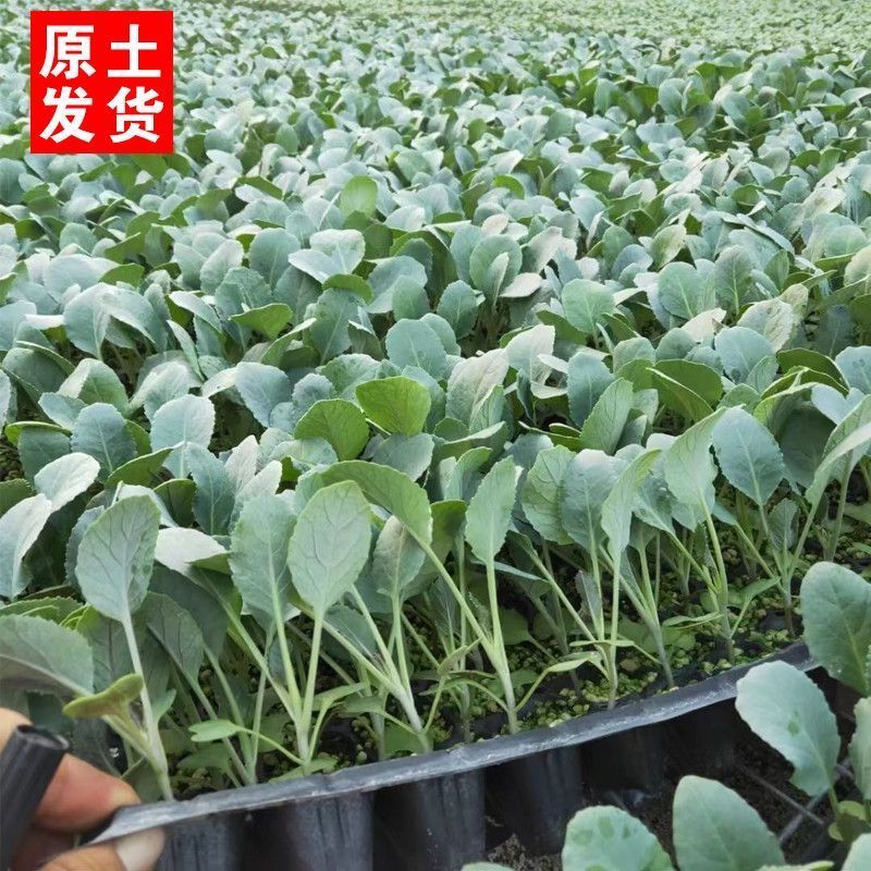 绿甘蓝苗包菜大头菜牛心甘蓝卷心菜紫甘蓝包菜圆白菜四季蔬菜秧苗