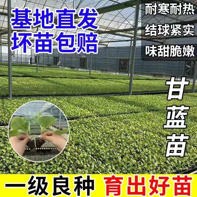 绿甘蓝苗包菜大头菜牛心甘蓝卷心菜紫甘蓝包菜圆白菜四季蔬菜秧苗