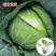 绿甘蓝苗包菜大头菜牛心甘蓝卷心菜紫甘蓝包菜圆白菜四季蔬菜秧苗