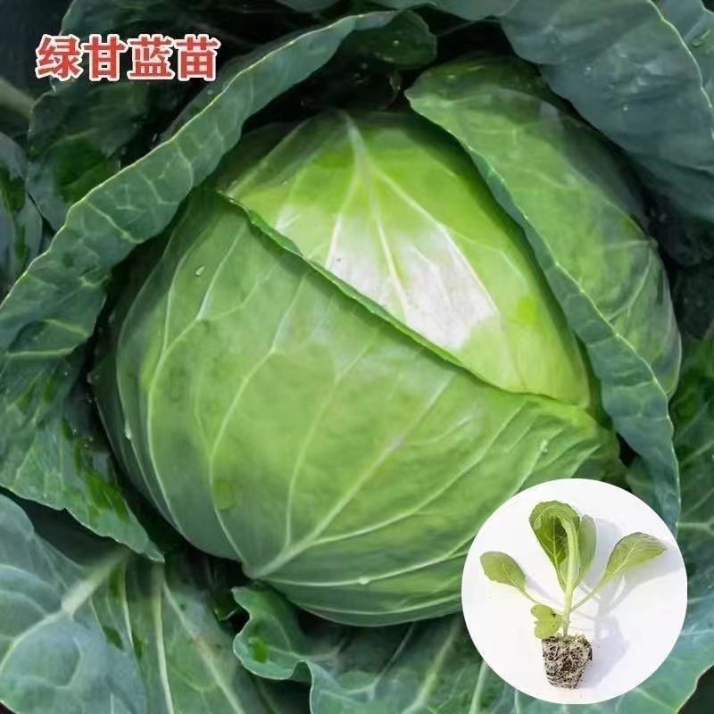 绿甘蓝苗包菜大头菜牛心甘蓝卷心菜紫甘蓝包菜圆白菜四季蔬菜秧苗