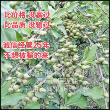 高产药用连翘当年种子包技术包回收产地直发