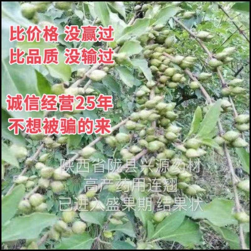 高产药用连翘当年种子包技术包回收产地直发