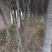 买树