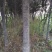 买树