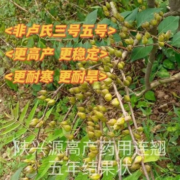 高产药用连翘苗陇县基地直发包技术包回收