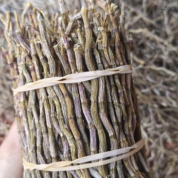 铁皮石斛捆条，长捆条，短捆条，条索饱满，无夹心