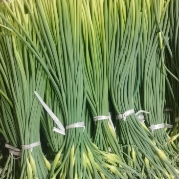 山东金乡蒜薹杂交蒜薹打捆白帽蒜苔条形直水分足冷库打冷耐储存