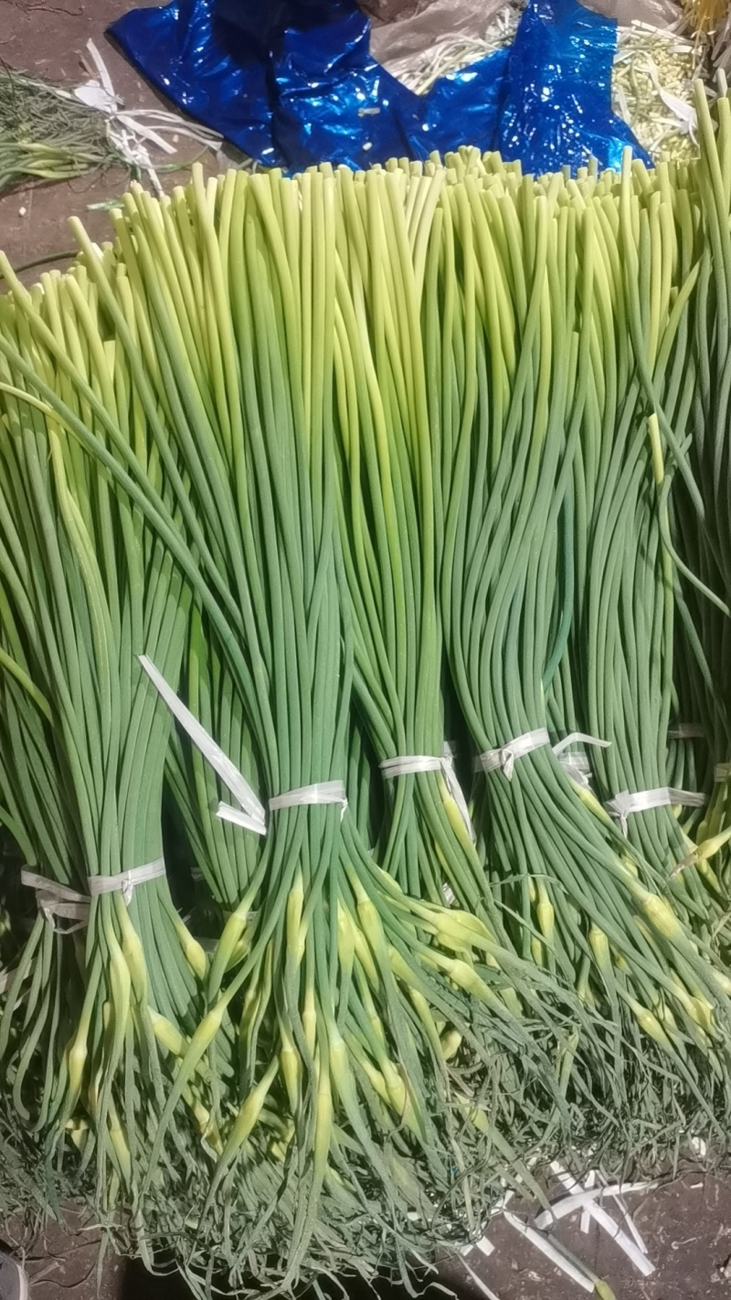 山东金乡蒜薹杂交蒜薹打捆白帽蒜苔条形直水分足冷库打冷耐储存