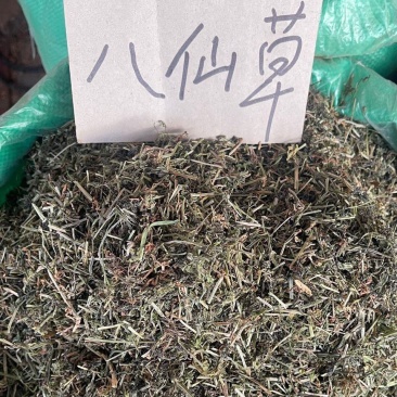 八仙草中药材