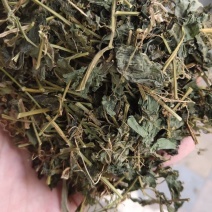 中药材绞股蓝草药绞股蓝