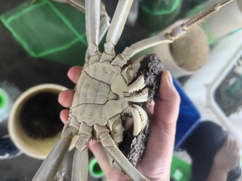 洪湖大闸蟹清壳白底蛮膏满黄