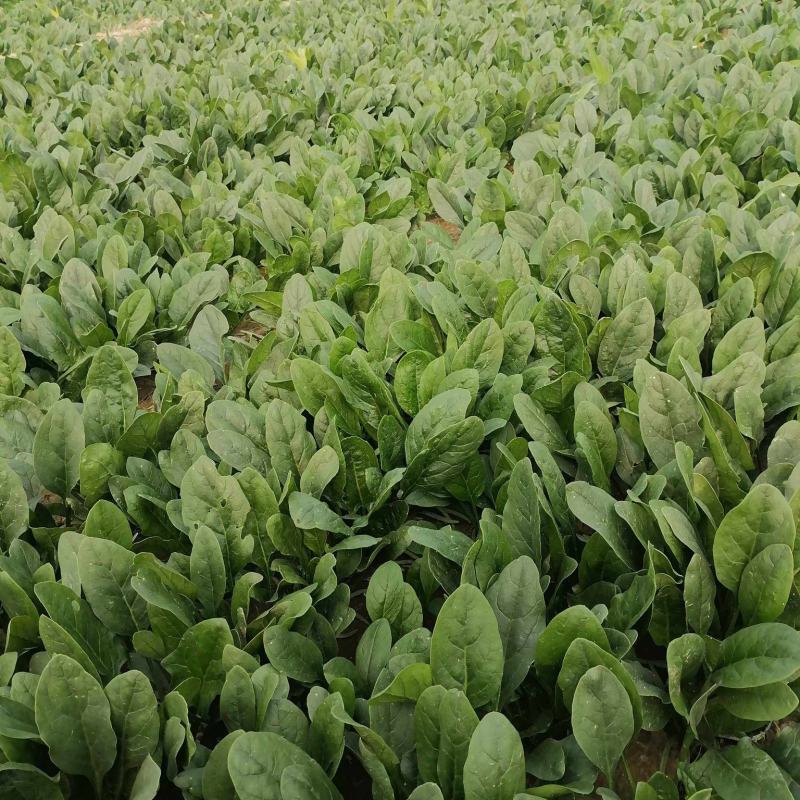 山东金乡兴隆大叶菠菜大量上市！