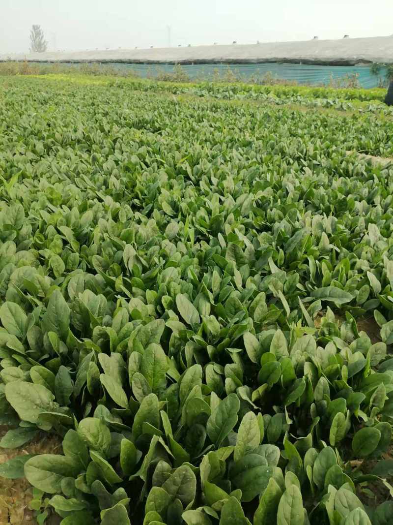 山东金乡兴隆大叶菠菜大量上市！