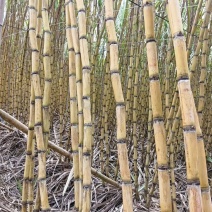 黄皮甘蔗，皮薄肉厚、条条包甜包脆，欢迎各位老板下单定购